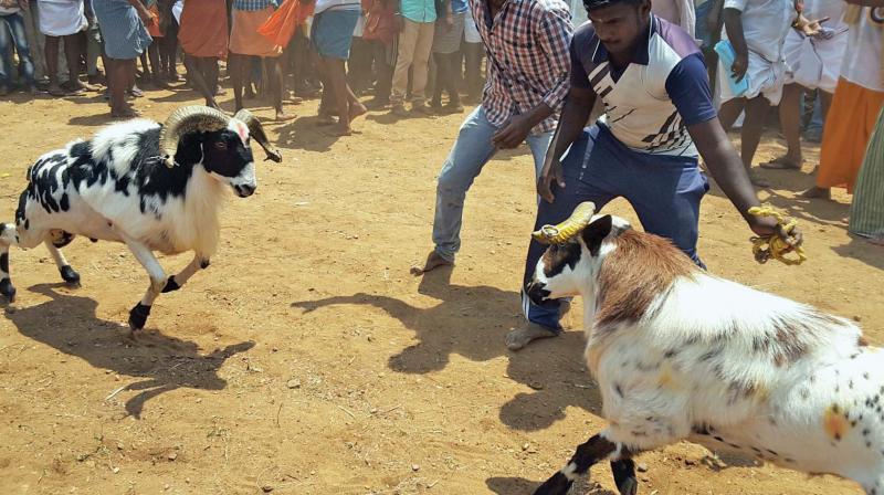 ram animal fight